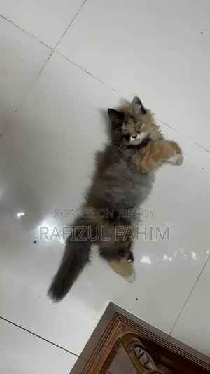 1-3 Months Female Purebred Persian