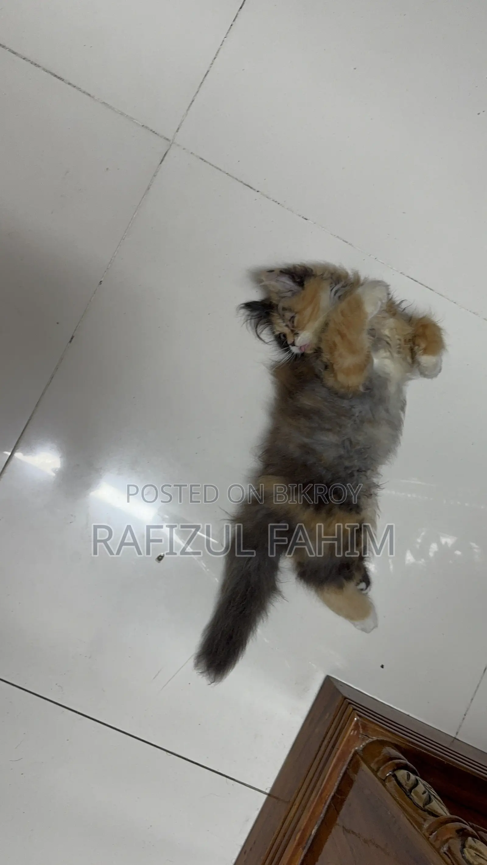 1-3 Months Female Purebred Persian