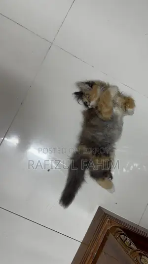1-3 Months Female Purebred Persian