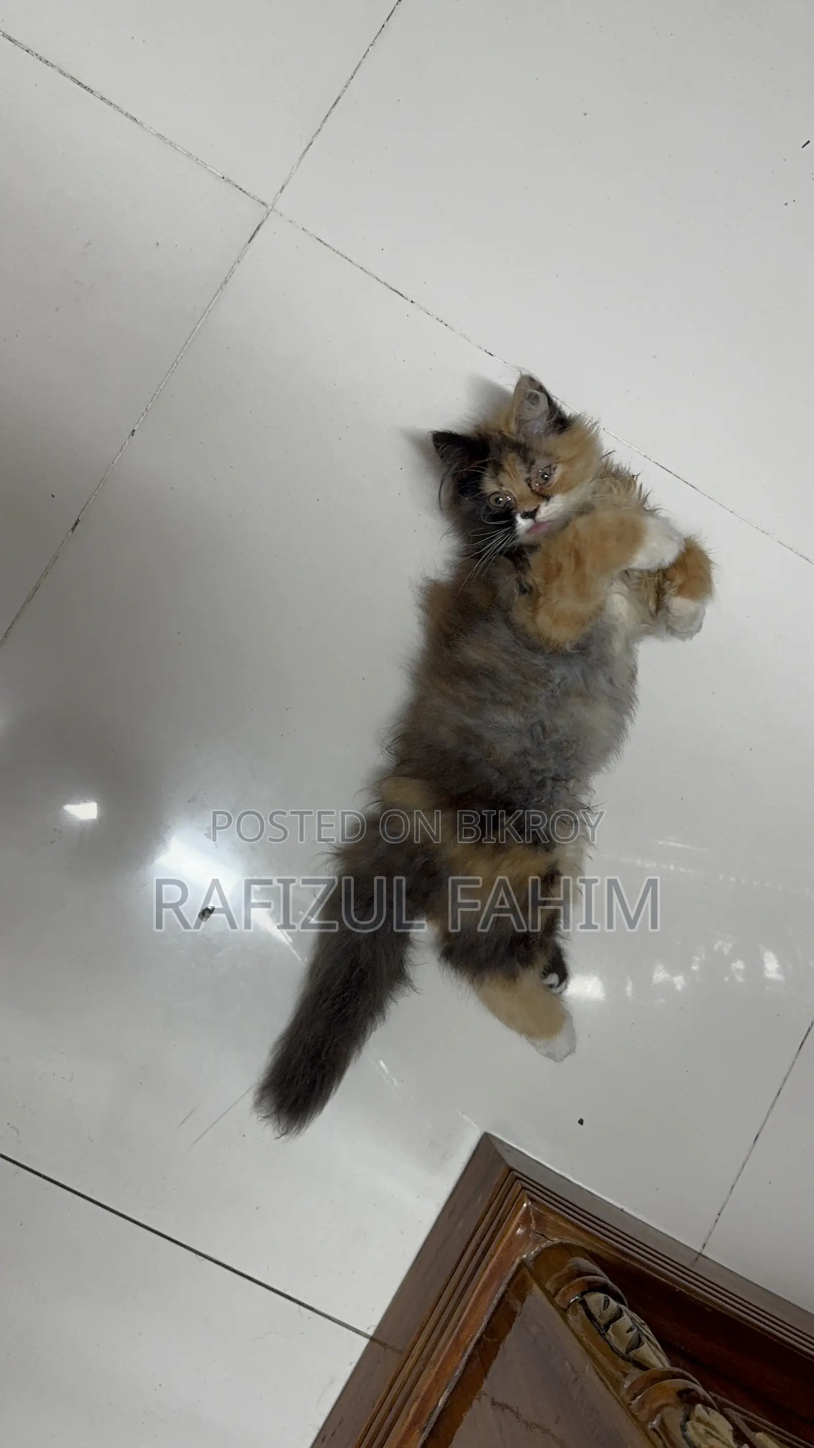 1-3 Months Female Purebred Persian