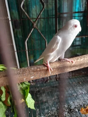 এলবিনু রেড আই ফিমেল বাজিগার।