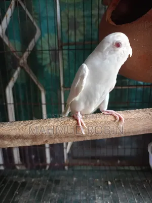 Albino Red Eye Female Budgie.