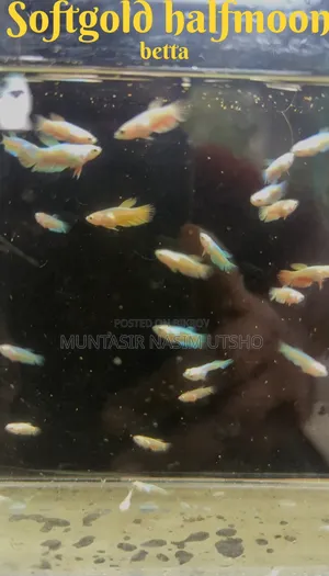 Softgold Halfmoon Betta Baby