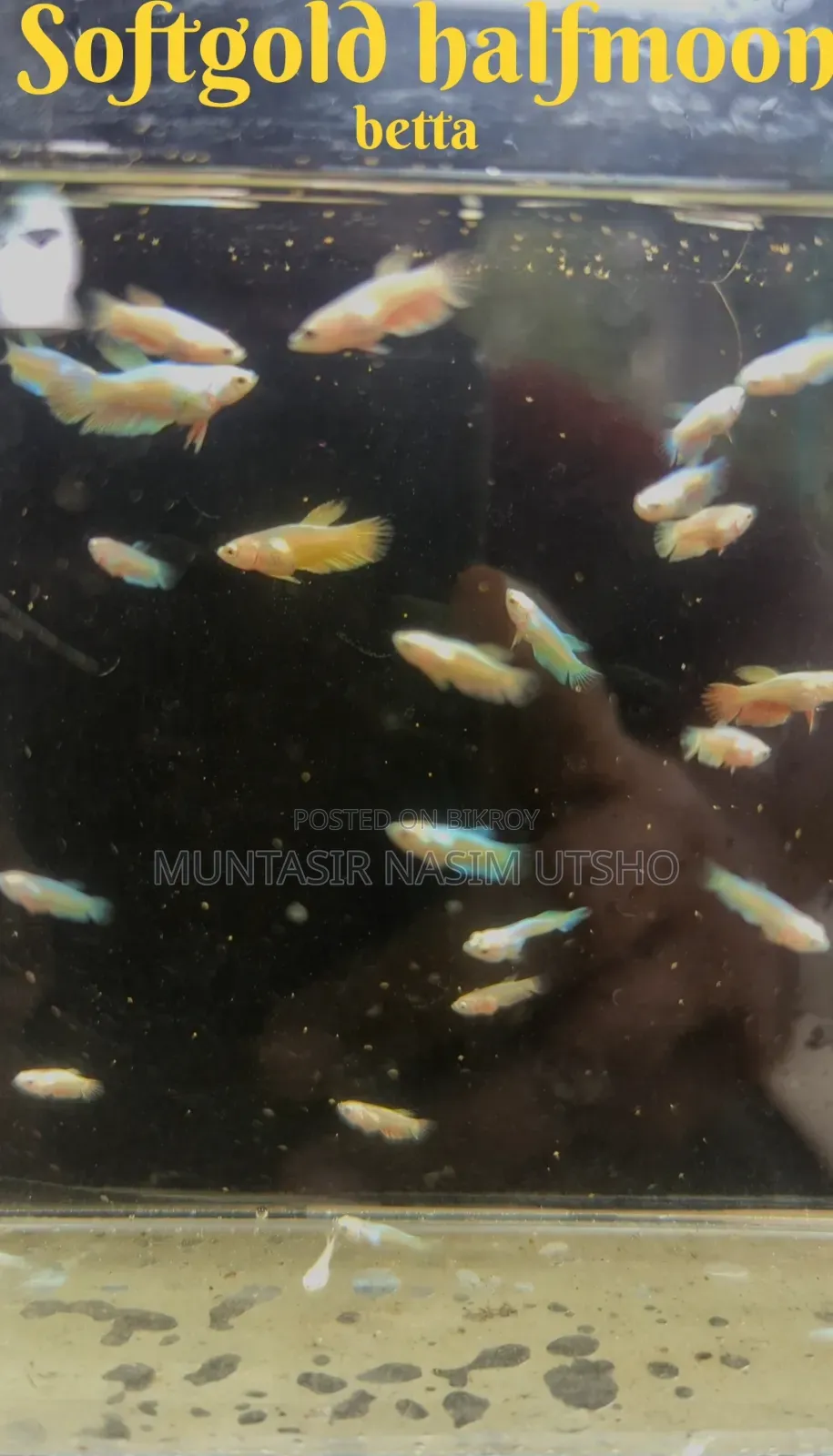 Softgold Halfmoon Betta Baby
