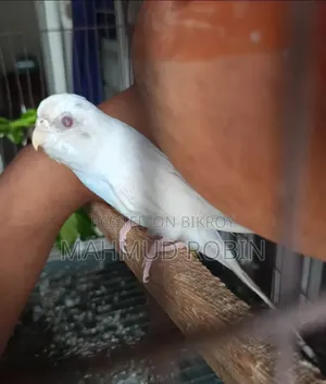 এলবিনু রেড আই ফিমেল বাজিগার।