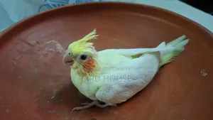 Lutino Cockatiel Baby Bird