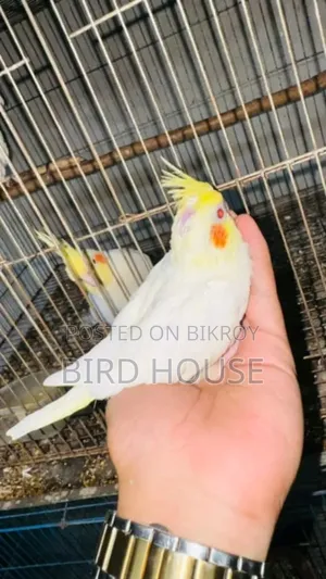 Lutino Cockatiel Baby Bird