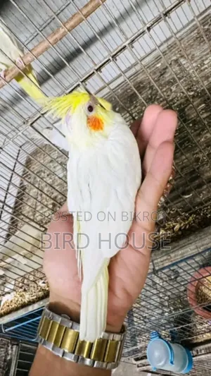 Lutino Cockatiel Baby Bird