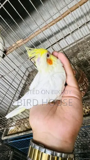 Lutino Cockatiel Baby Bird