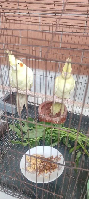 Cockatiel bird family