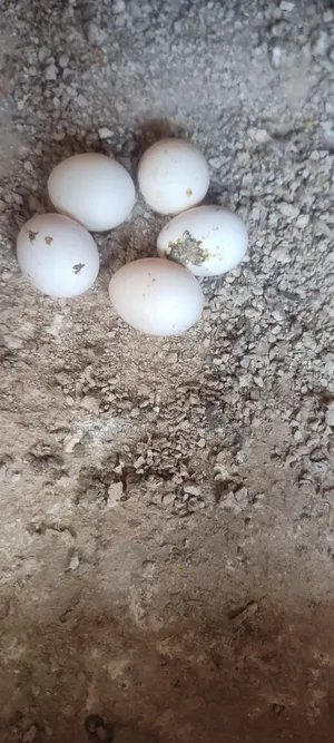 Cockatiel bird family