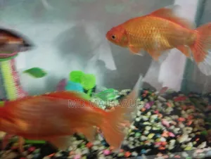 Aquarium fish, two big fish