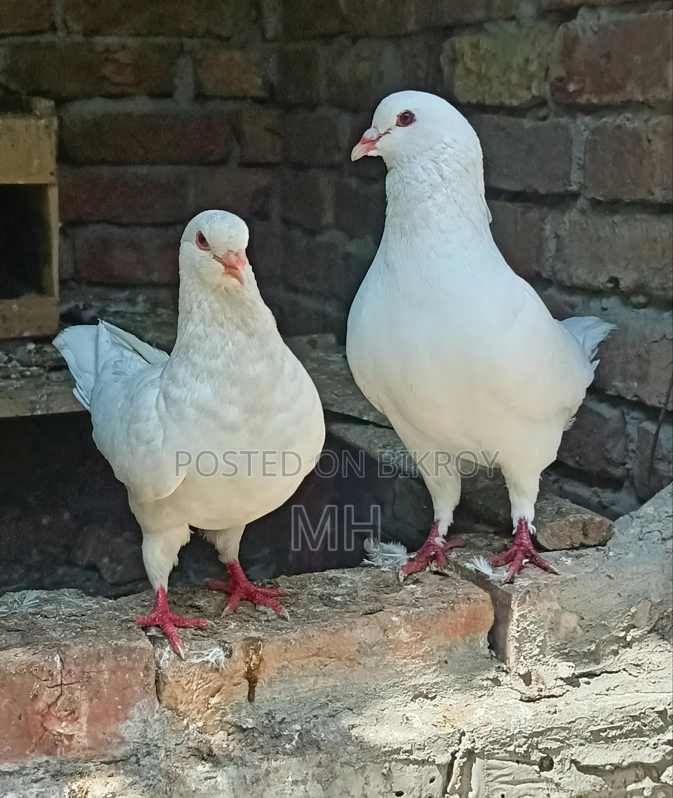 King Pigeon Running-White (Urgent Sell)