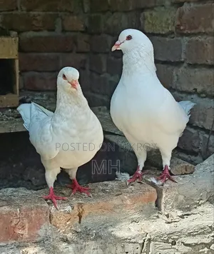 King Pigeon Running-White (Urgent Sell)