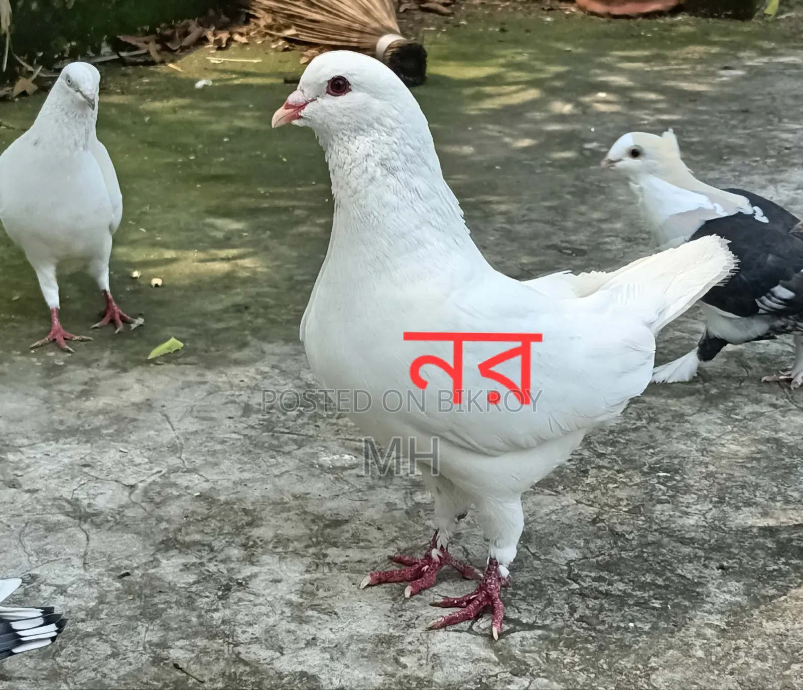 King Pigeon Running-White (Urgent Sell)