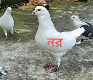 King Pigeon Running-White (Urgent Sell)