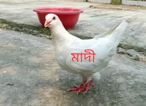King Pigeon Running-White (Urgent Sell)