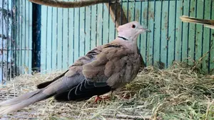 Australian Dove Bird