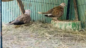 Australian Dove Bird