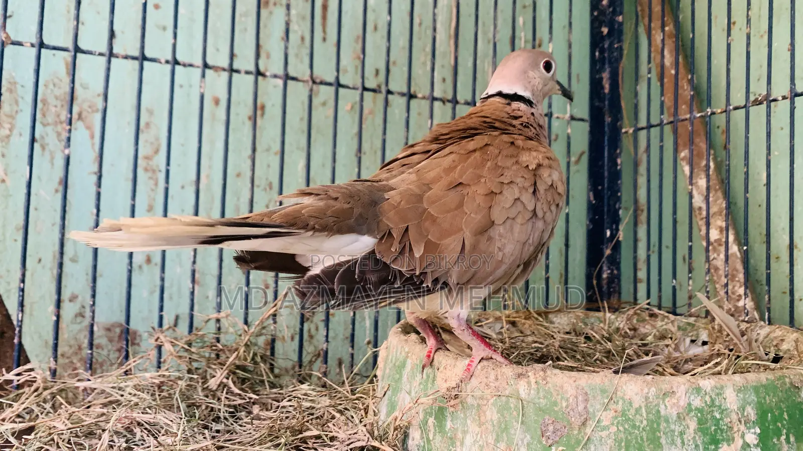 Australian Dove Bird