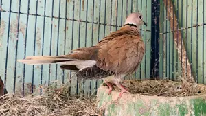 Australian Dove Bird