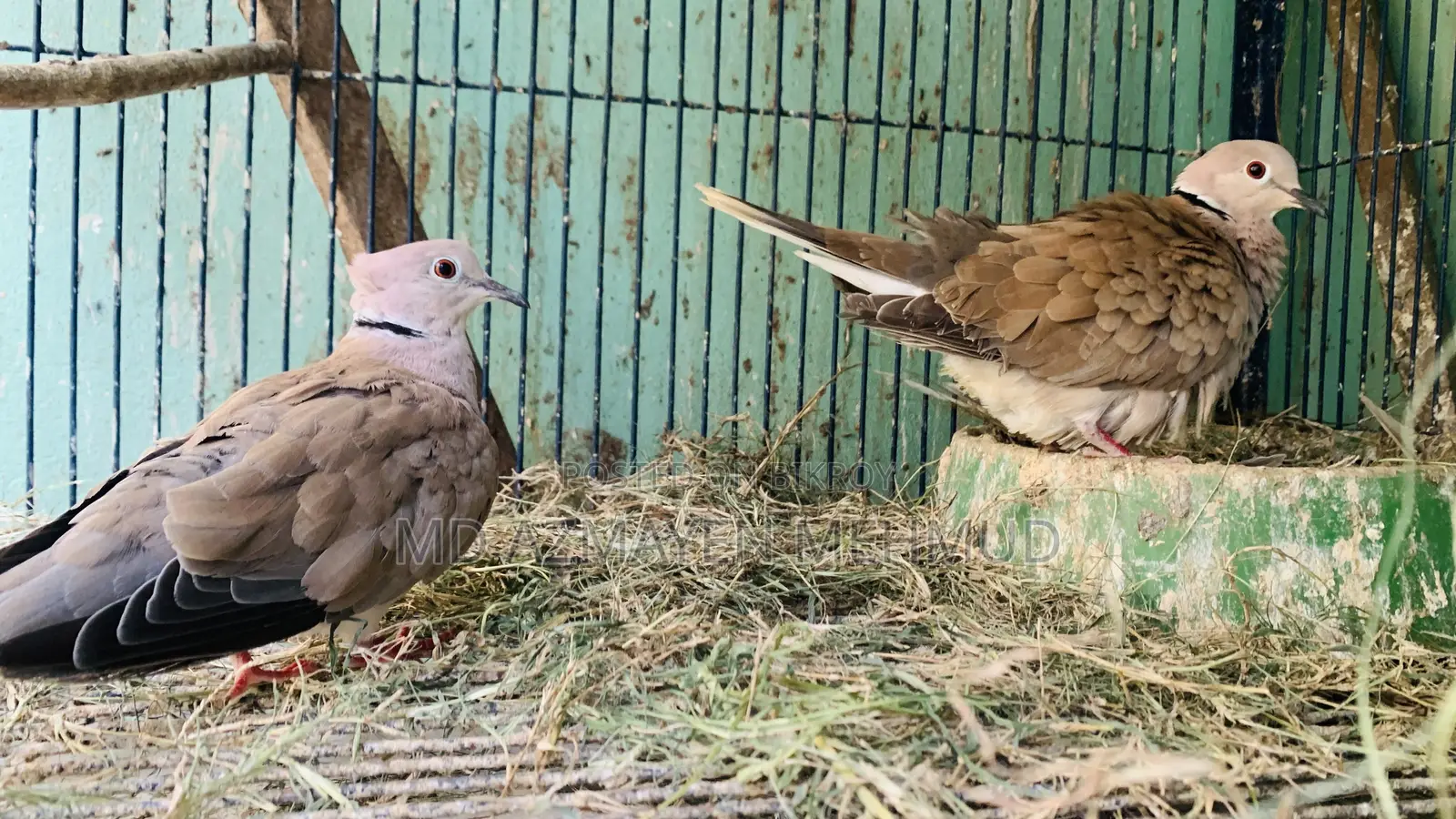 Australian Dove Bird