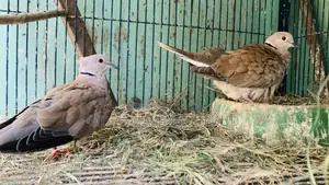 Australian Dove Bird