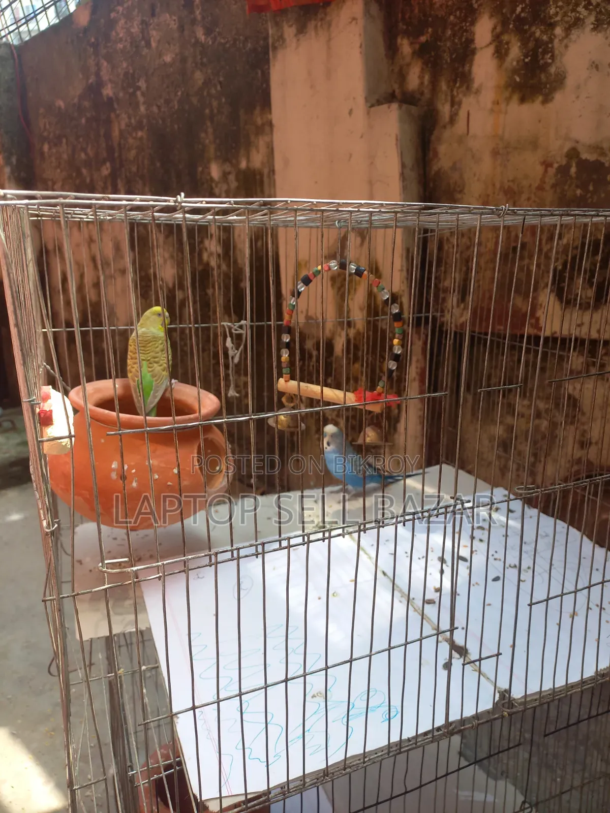 Best Budgerigar Birds