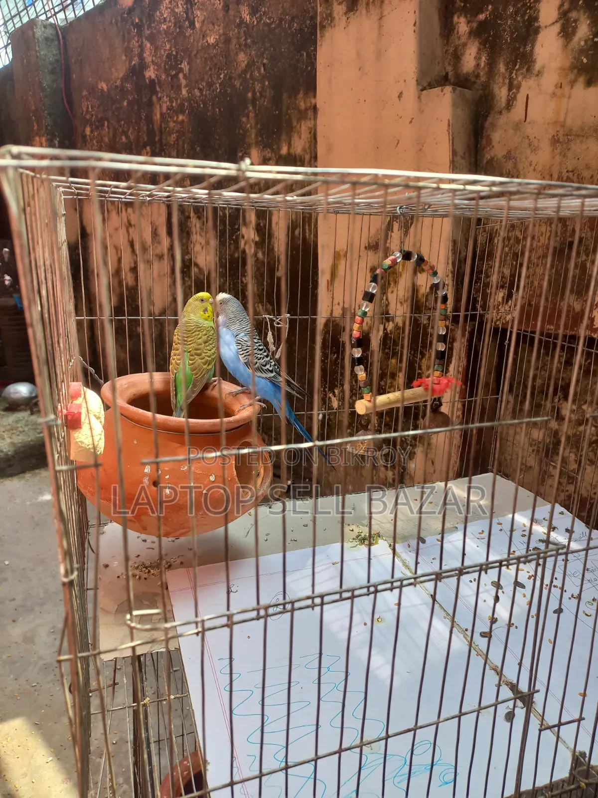 Best Budgerigar Birds