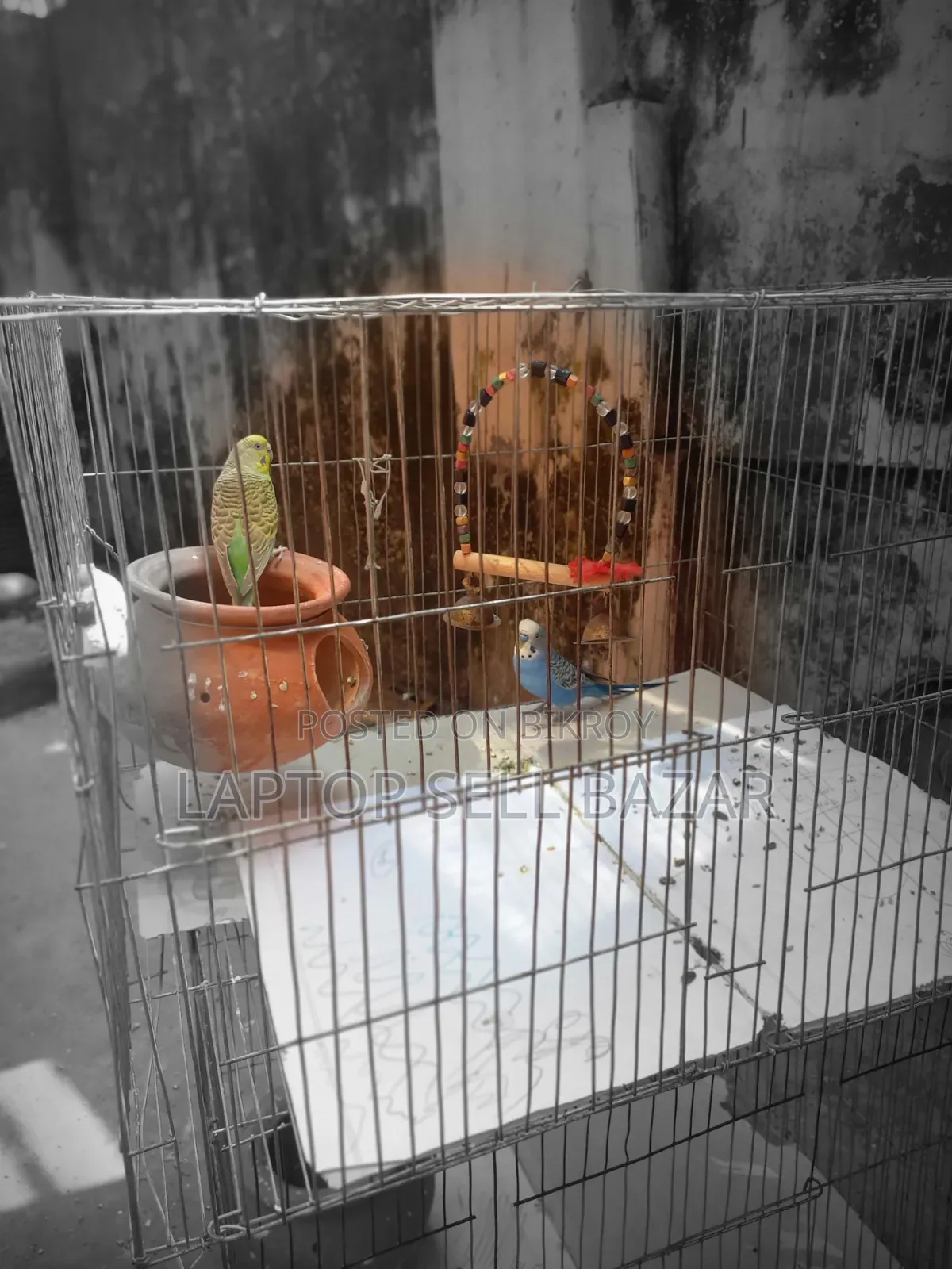 Best Budgerigar Birds