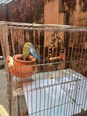Best Budgerigar Birds