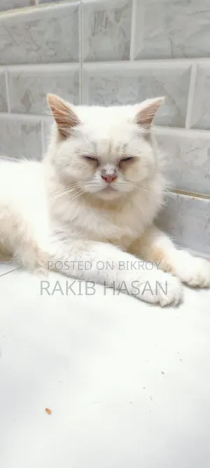 6-12 Months Male Purebred Persian