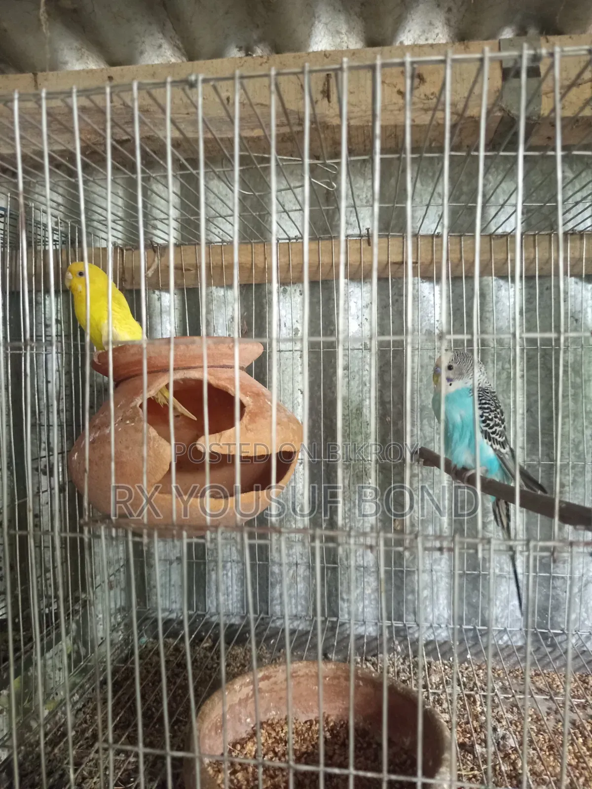 Two Pairs Budgie Birds