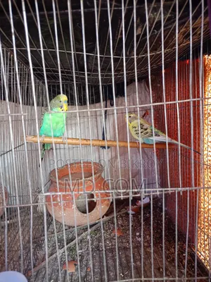 Budgerigar Bird