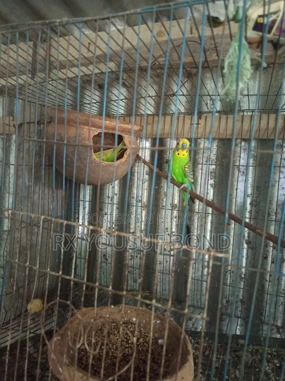 Two Pairs Budgie Birds