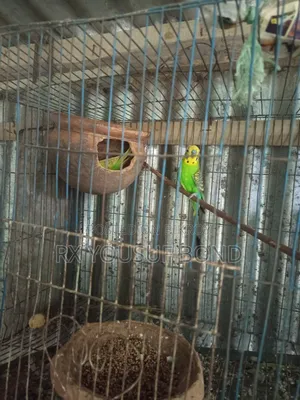 Two Pairs Budgie Birds