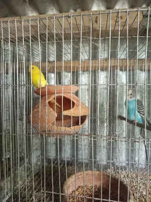 Two Pairs Budgie Birds