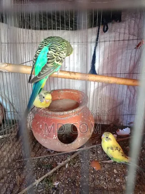 Budgerigar Bird