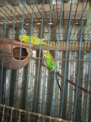 Two Pairs Budgie Birds