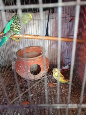 Budgerigar Bird