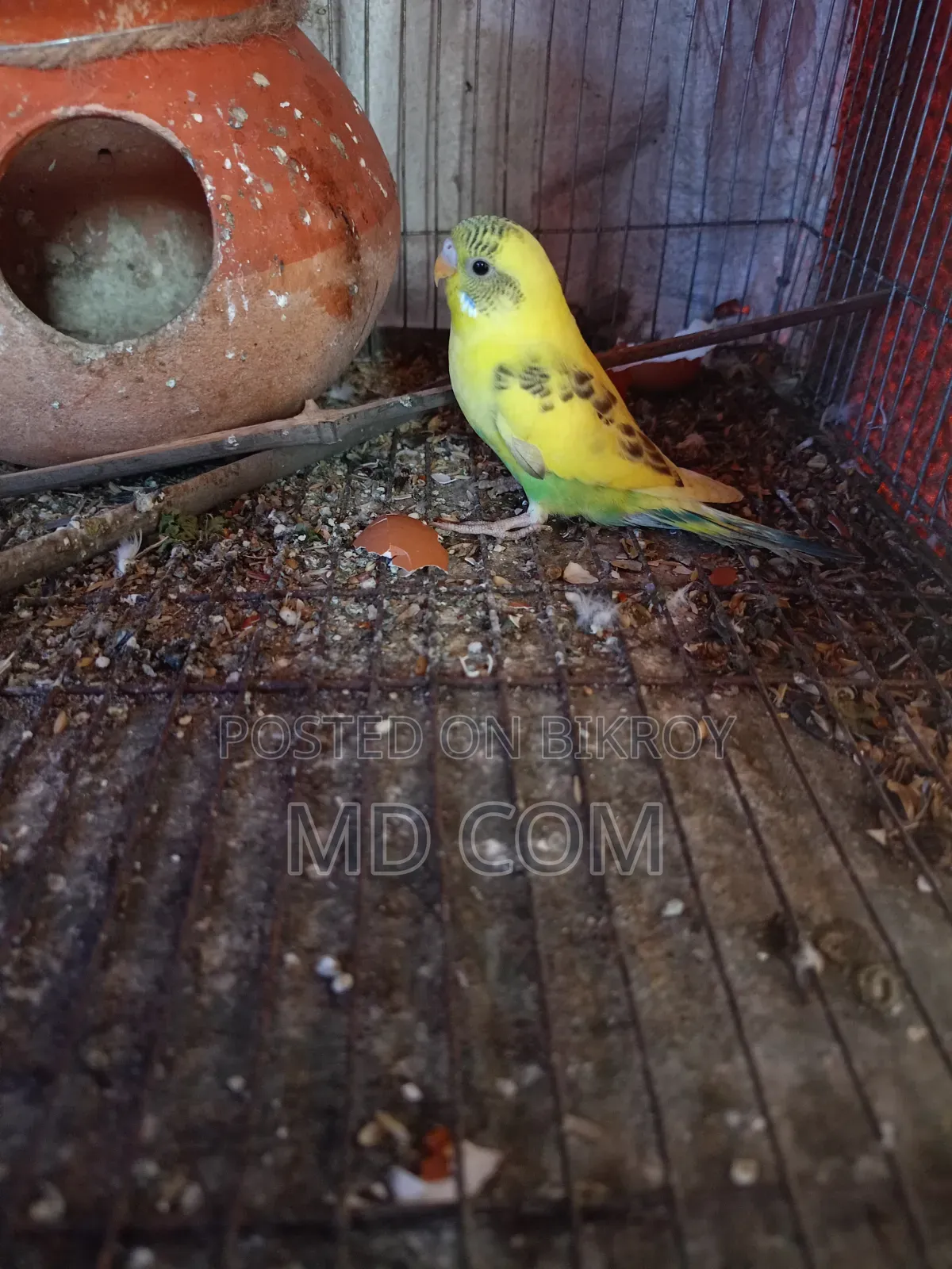 Budgerigar Bird