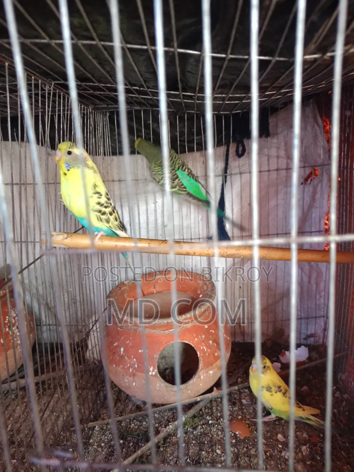 Budgerigar Bird