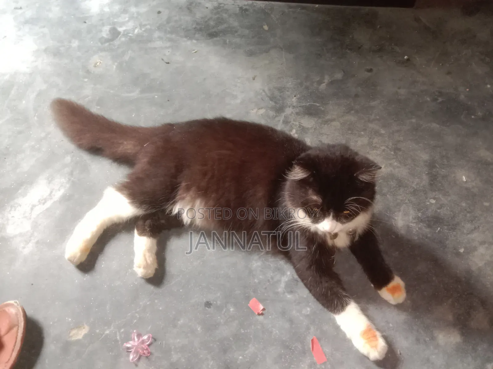 3-6 Months Male Purebred Persian