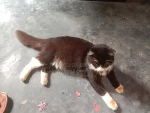 3-6 Months Male Purebred Persian