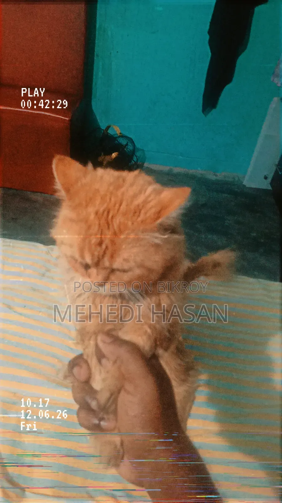 1+ Year Male Purebred Persian Cat