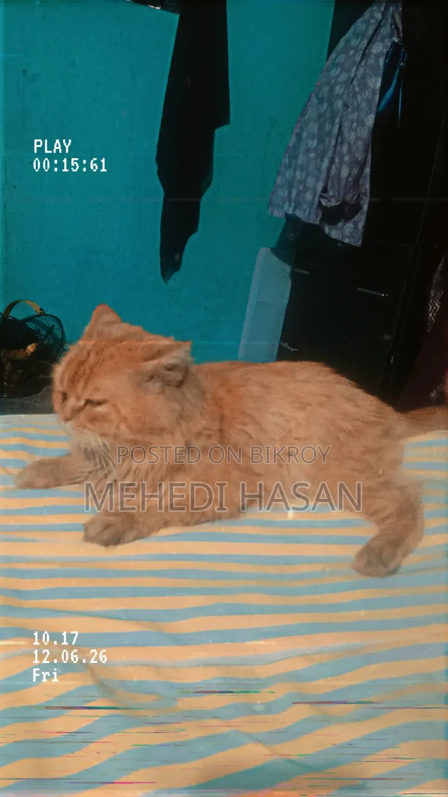 1+ Year Male Purebred Persian Cat