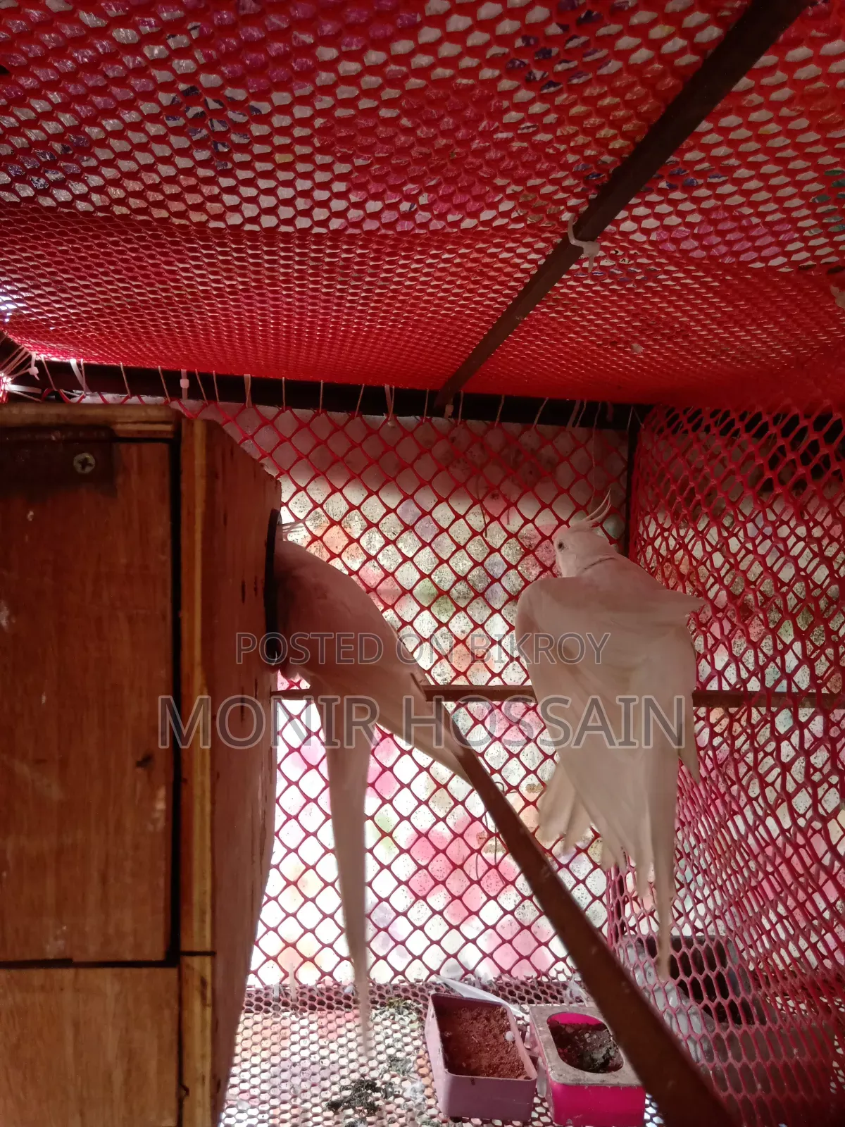 Cockatiel Bird - Albino