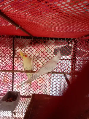 Cockatiel Bird - Albino