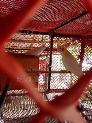 Cockatiel Bird - Albino