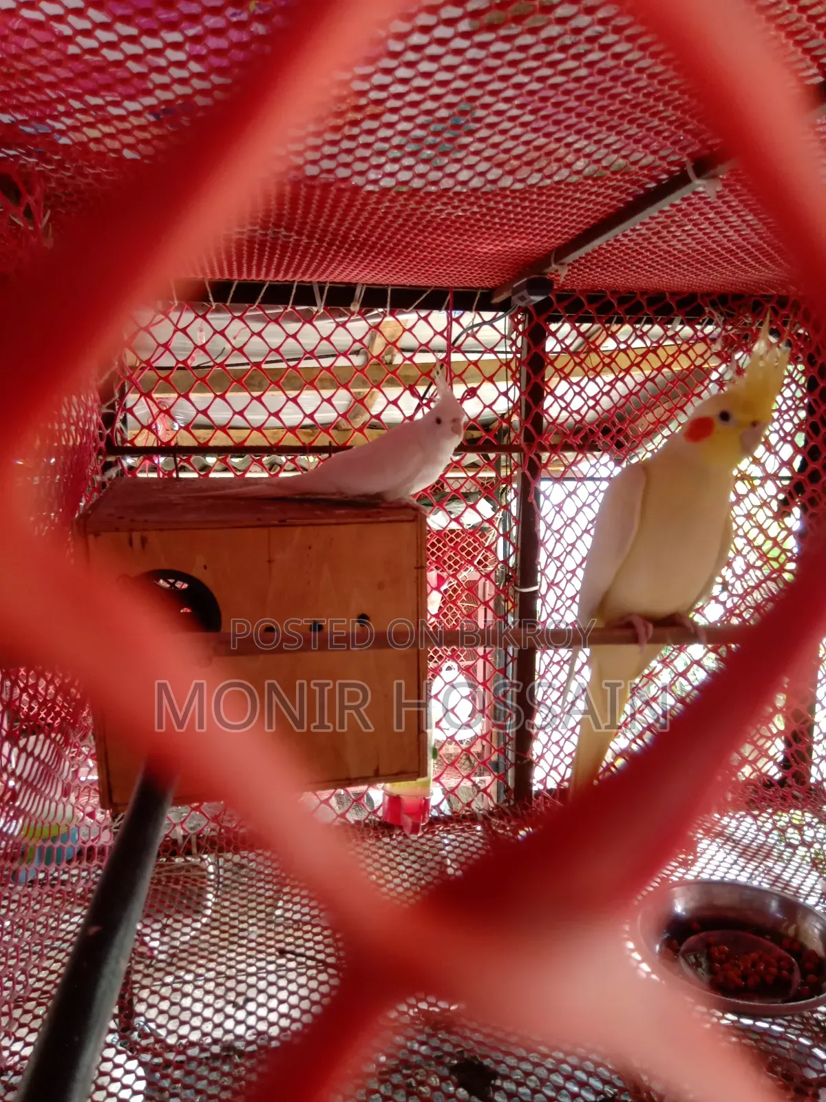 Cockatiel Bird - Albino